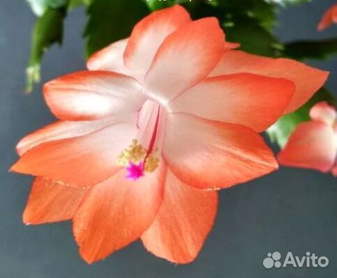 Цветок декабрист / Шлюмбергера персиковый