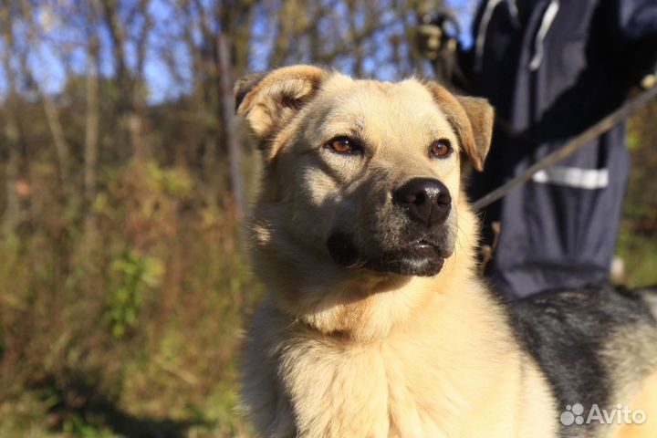 Собака в добрые руки