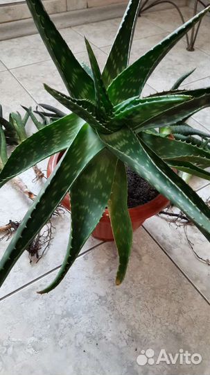 Алоэ вера растение