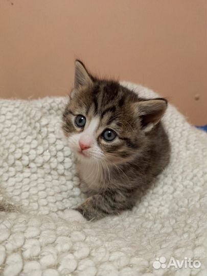 Котенок в добрые руки