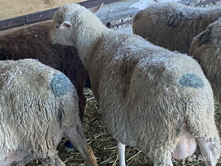 Матки котные и с ягнятами