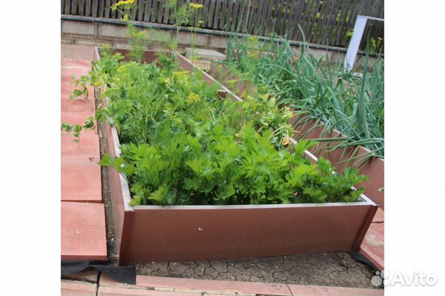 Грядки Даяс цвет 