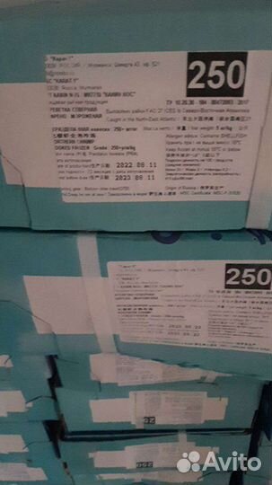 Креветка северная Мурманск