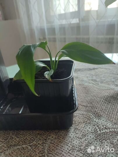 Спатифиллум Алана