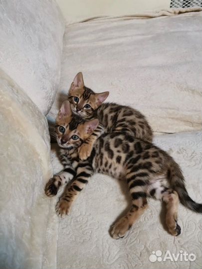 Бенгальские котята