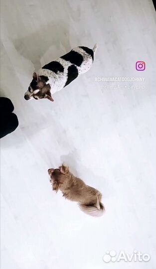 Передержка собак / кошек/ Выгул / социализация