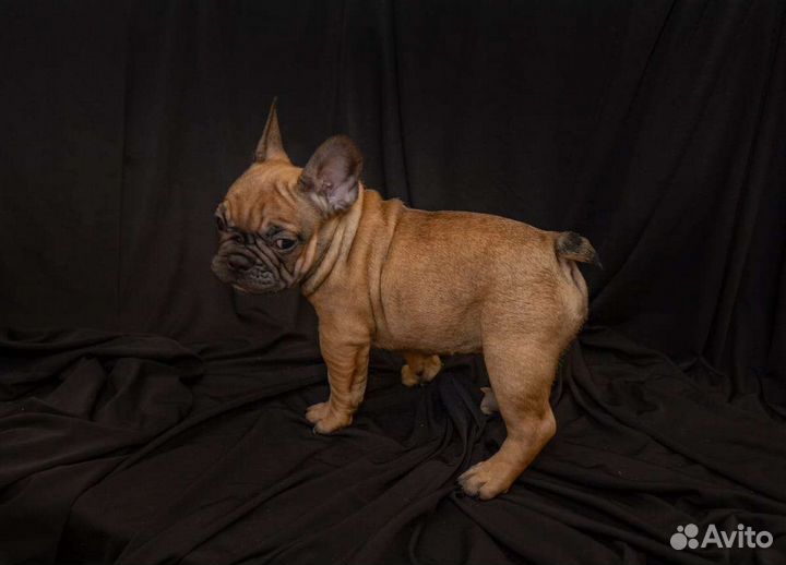Французский бульдог мальчик РКФ