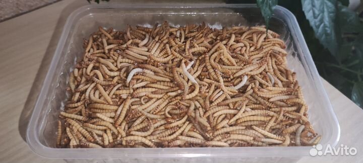 Замороженные кормовые насекомые на развес