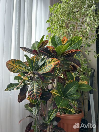 Комнатные растения цветы большие