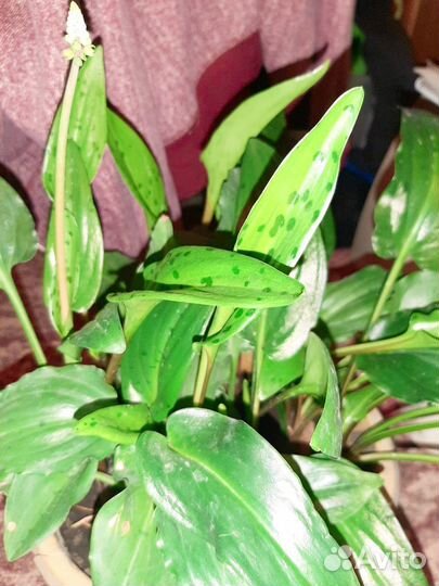 Дримиопсис пятнистый