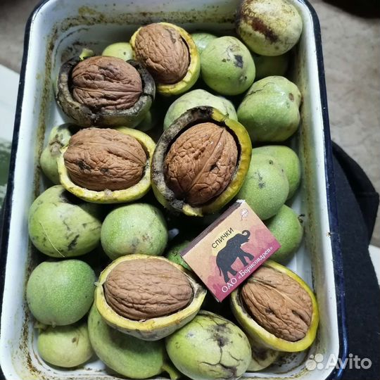 Грецкий орех саженцы