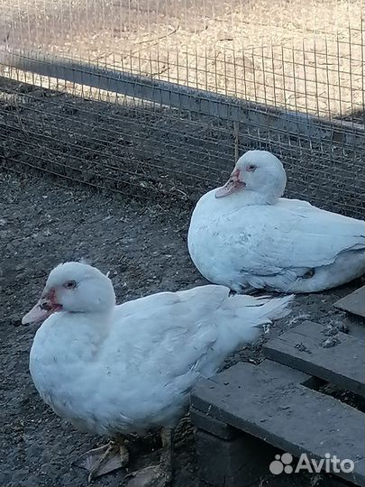 Индоутка мускусная утка