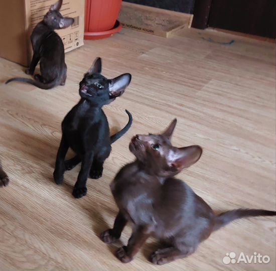 Ориентальные котята