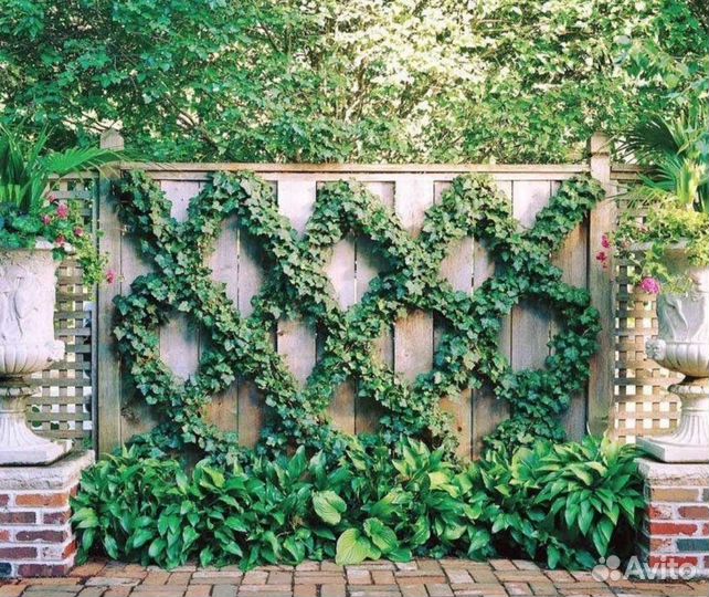 Плющ хедера