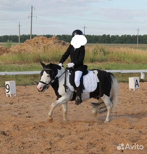 Шетлендские пони