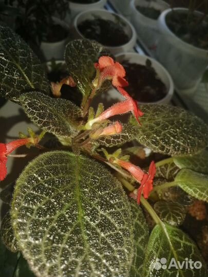 Эписции сотовые можно на срез, есть ускоренные