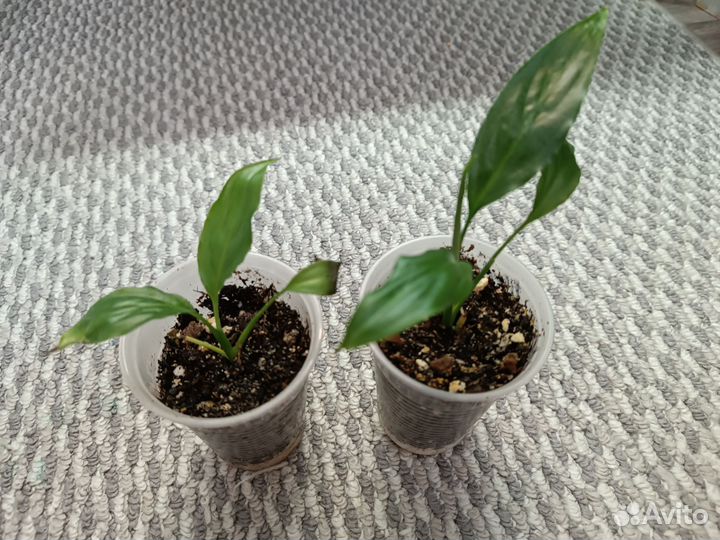 Комнатные растения