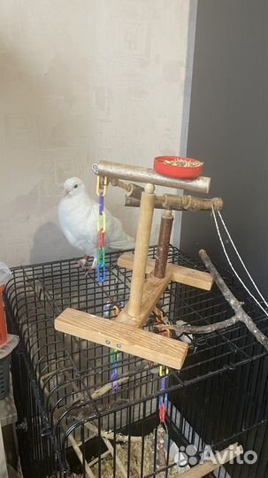 Ищу голубю дом