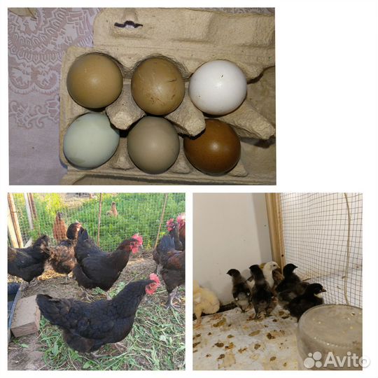 Ухейилюм яйцо