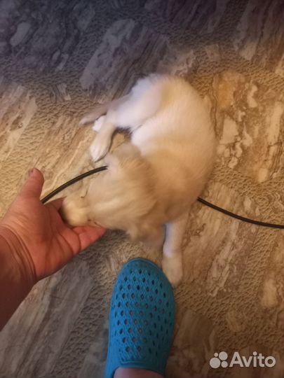 Спаниель щенок девочка