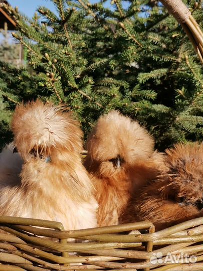 Инкубационное яйцо