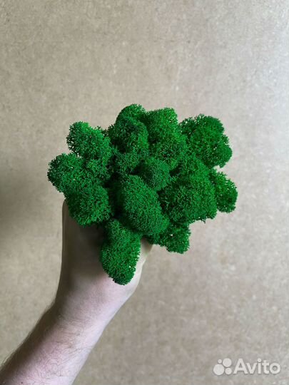 Эко-декор: стабилизированный мох, 500г, цвет Оранж