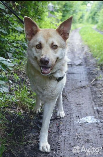 Особенный Макс ищет дом