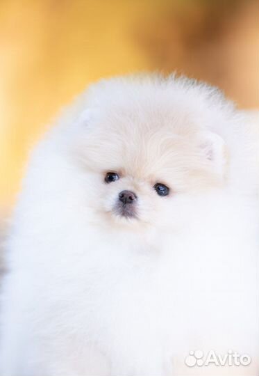 Померанский шпиц медвежьего типа