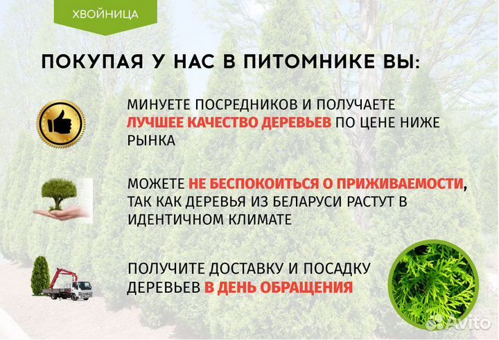 Туя с посадкой