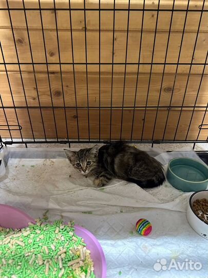 Отдам котенка в добрые руки