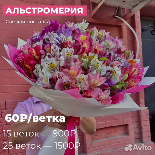 Альстромерия