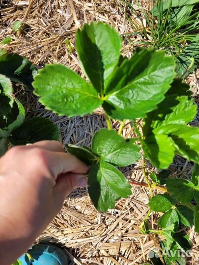 Рассада клубники