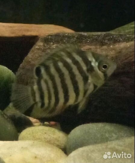 Северум изумрудный