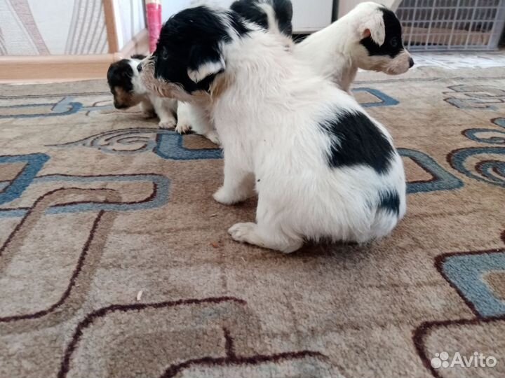 Жёстко шерстный фокстерьер