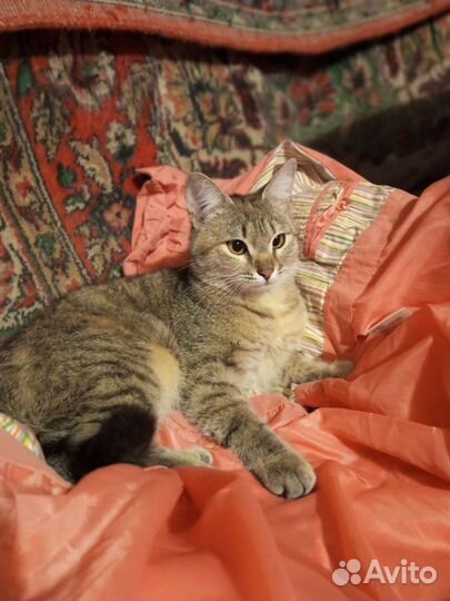 Кошечка, подросток, ответственному человеку