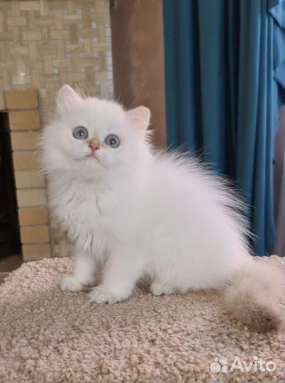 Британочка by11 33