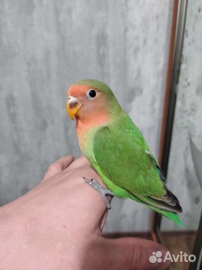 Попугай неразлучники