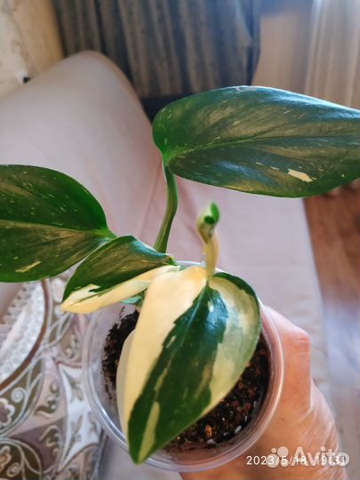 Жёлтая кобра