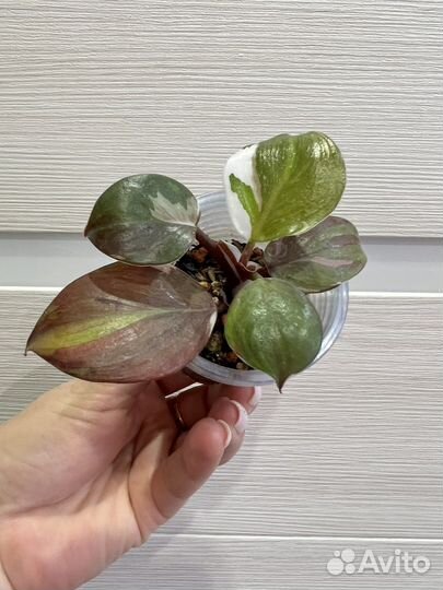 Филодендрон white knight tricolor