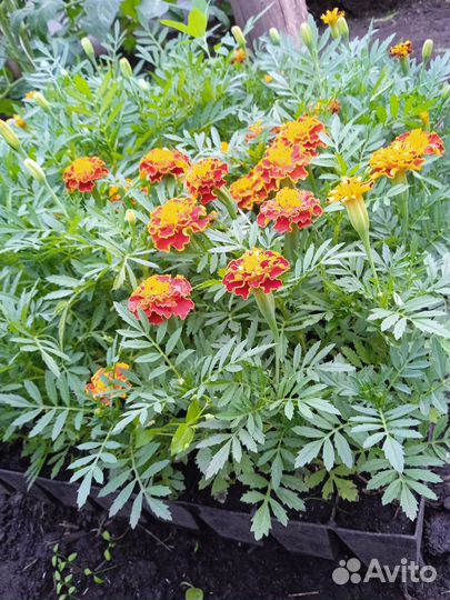 Рассада бархатцы низкорослые