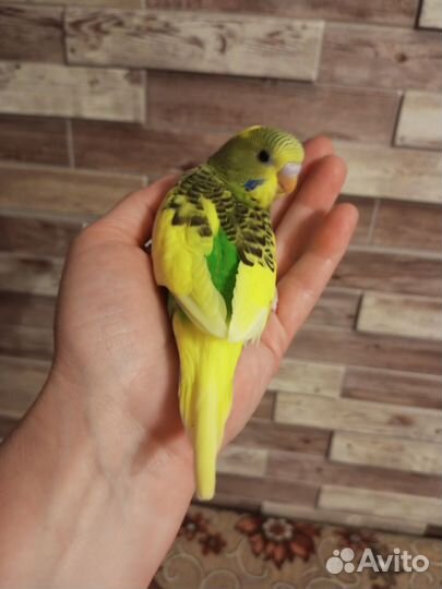 Волнистый попугай. Ручные малышки из гнезда