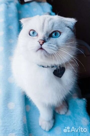 Шотландский кот на вязку