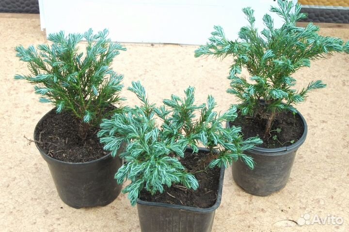 Кипарисовик 