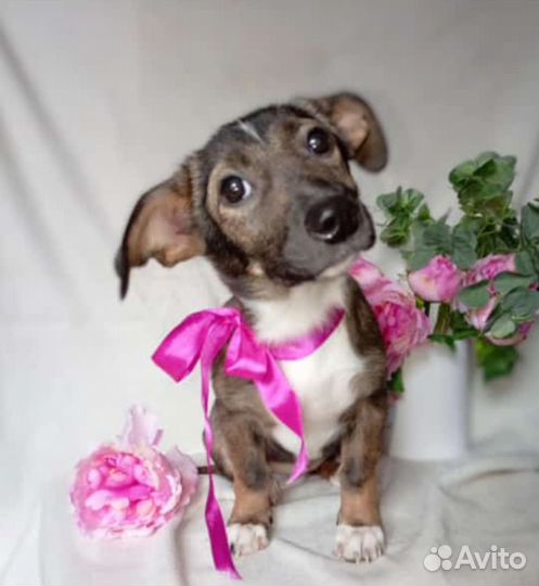 Щеночки в добрые руки