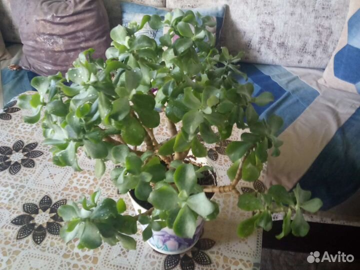 Денежное дерево