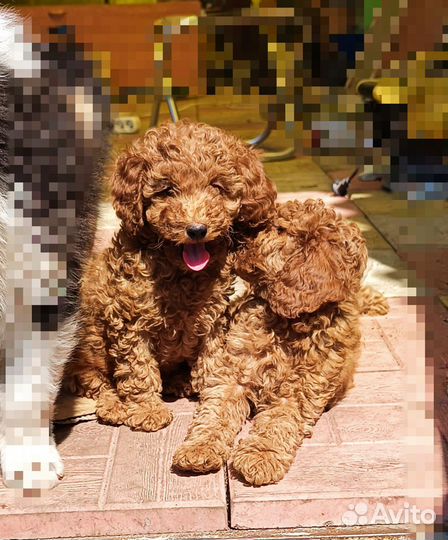 Пудель миниатюрный с метрикой девочка и мальчик