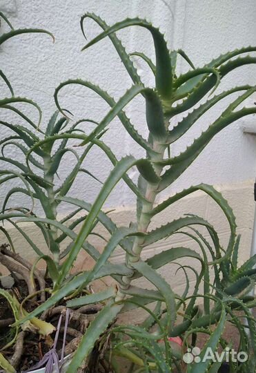 Алоэ, Хасавюрт