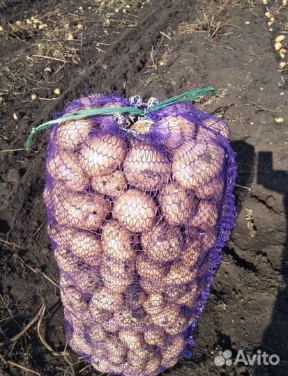 Продам картофель с доставкой