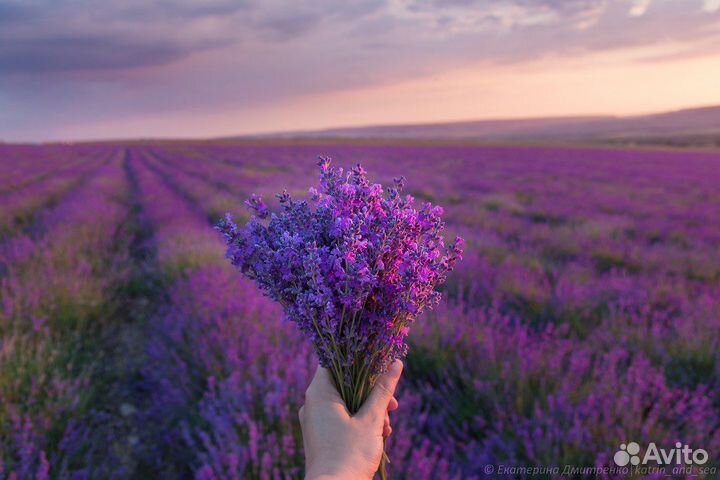 Саженцы лаванды Крымской