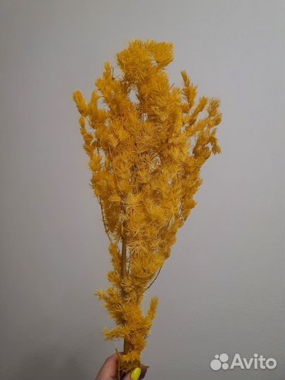 Аспарагус сухоцвет